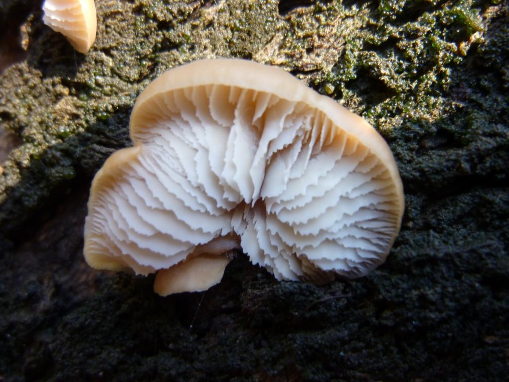 Lentinellus pulvinulus